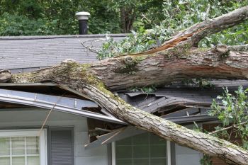 Fallen Tree Restoration in Las Vegas, Nevada by Trademark Restoration Services