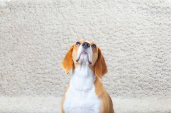 Trademark Restoration Services Odor Removal in Las Vegas, Nevada